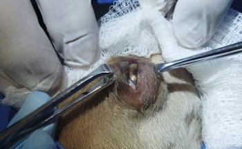 Clínica Veterinaria 