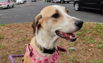 Pet Center Hospetall