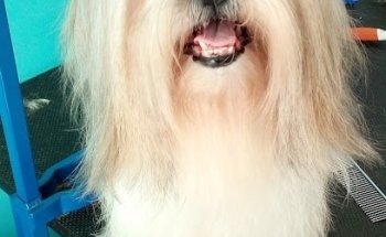 Clínica veterinaria Human Touch