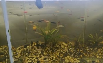 Acuario y Consultorio Veterinario