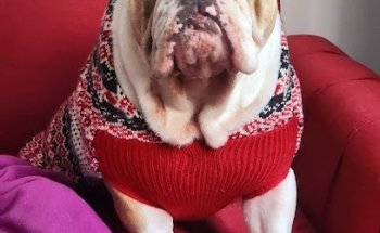 Doctor patitas campestre churubusco