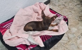 Clinica Veterinaria Bernal