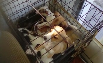 Veterinary Hospital Koolitaz