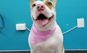 Veterinaria Super Lomito