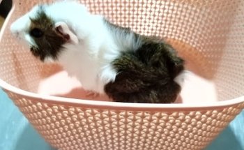 Clínica veterinaria Nórdica