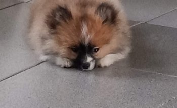 Clínica veterinaria Jose Arias