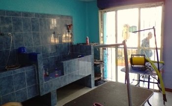 Servicio Veterinario Pets Jr