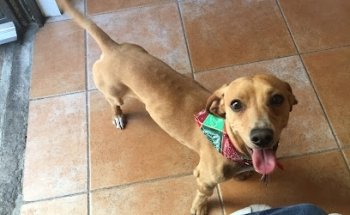 Consultorio Veterinario LA HUELLA