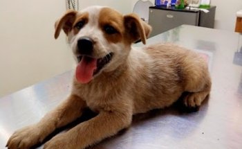 VETERINARY CENTER ESQUIVEL