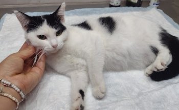 Veterinaria Naney San Martin