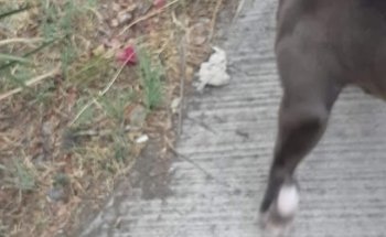 Veterinaria Catty-Perri@