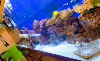 Peces, Arrecifes y Mas