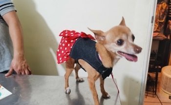 Veterinaria Y Estetica Canina Av