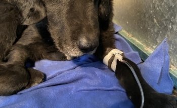 ZooMascota Clínica Veterinaria