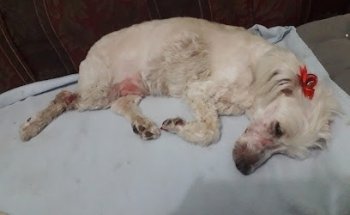 VETERINARIA Y ESTETICA HEREFORD