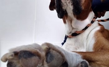 Jessi Vet Clinica Veterinaria - Estética Canina