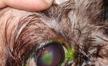 Clínica Veterinaria Kan