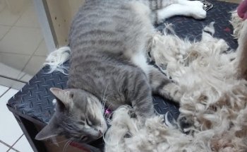 Veterinaria El Mercadito