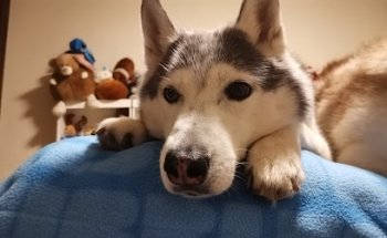 Consultorio Veterinario