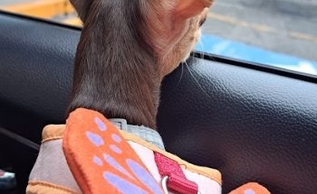 Centro de Diagnóstico Veterinario Cuernavaca