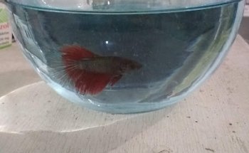 Veterinaria Sexy Dog