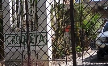 Croqueta:Consulta Veterinaria