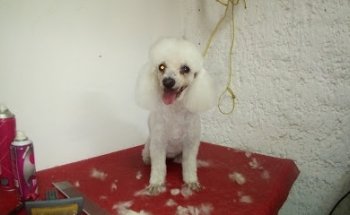 Veterinaria Vetplanet