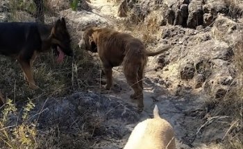 Veterinaria Cuidado Con El Perro
