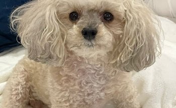 Animal Cells Biotherapy Clínica Veterinaria