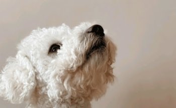 Veterinaria Cany-Vet