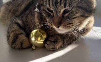 Veterinaria El Monte