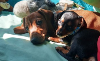 Centro veterinario karuna