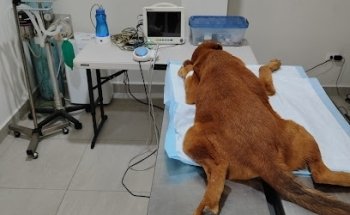 Veterinaria Castilla (Veterinario Kelvin Luna)