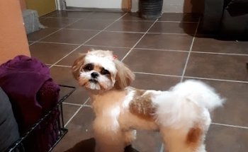 Veterinary Animal Life