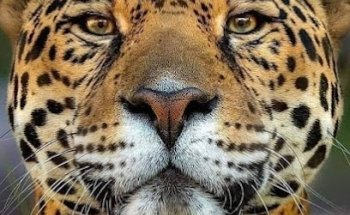 ESTÉTICA CANINA BALAM