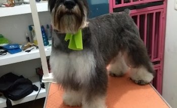 Clinica Veterinaria Diagnopet