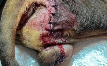 Veterinaria Zoomundo