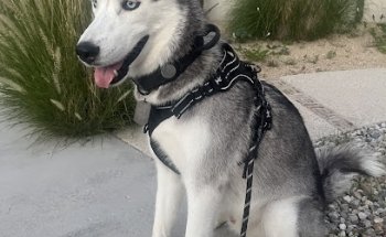 La Chiripa - Clínica Veterinaria