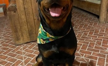 Veterinaria Servicio médico integral