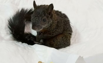 Ñogui Veterinaria a domicilio