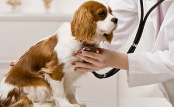 Clínica Veterinaria Pet's