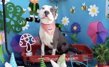 Zoovet Consultorio Veterinario