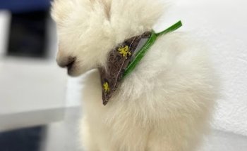 Centro veterinario Meverid