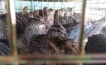 Farmacia Veterinaria Nutrimentos Purina