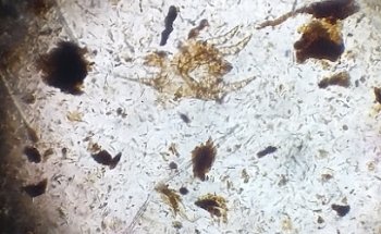 Clinica Veterinaria Peek Nojoch