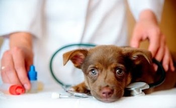 I mascota. Clínica veterinaria