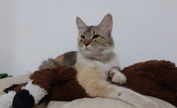 CLINICA VETERINARIA PET'S LOVE