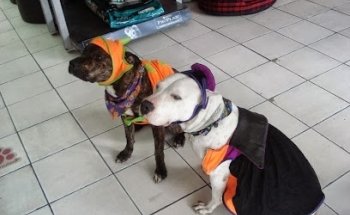 Clínica Veterinaria Animal House