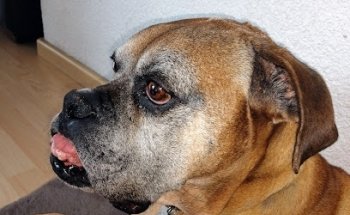 Veterinaria El venado