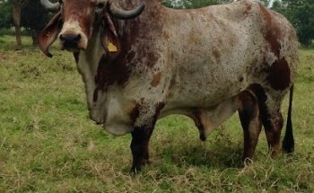 Genetic Technology Revolution in Artificial Insemination